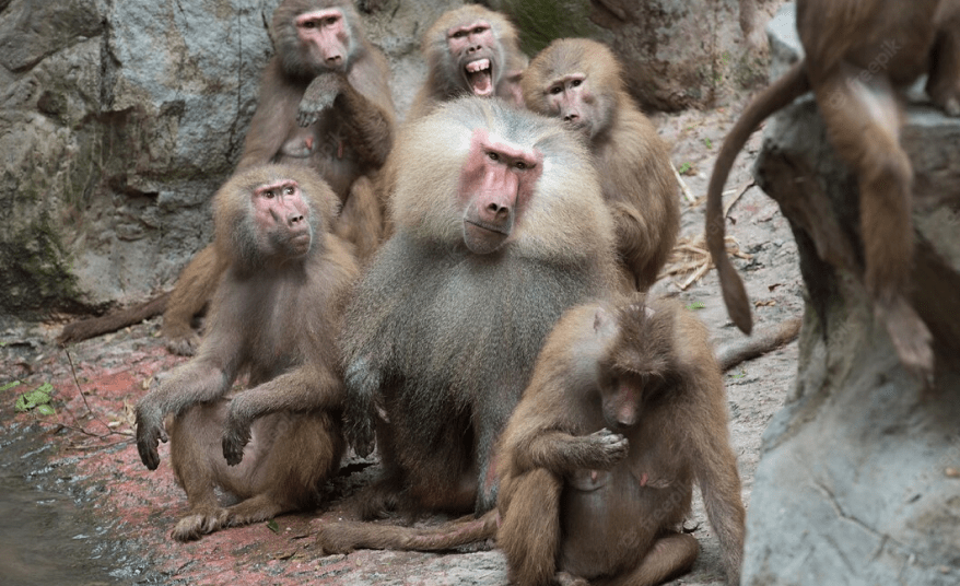 How Baboons Choose Their Leaders